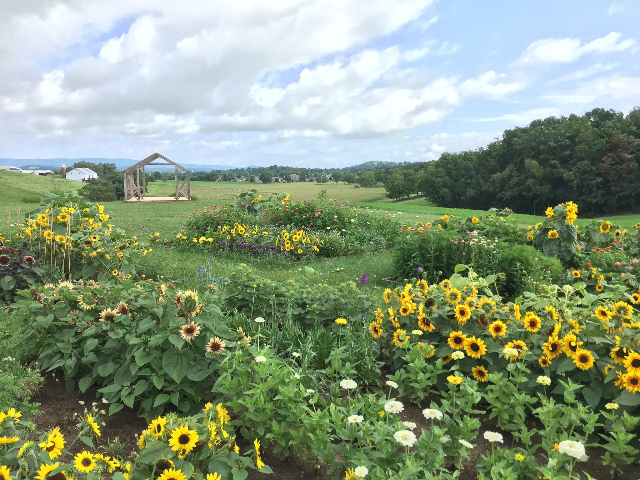 Vibrant sunflower field in Shenandoah Valley enhancing wedding charm